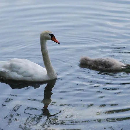 酒店 埃尔霍夫餐厅酒店 3*